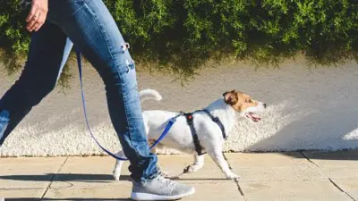 Dog walker walking her dog on a leash.