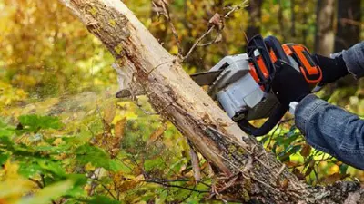 A person cutting down a tree with a chainsaw.